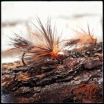 mouche sèche